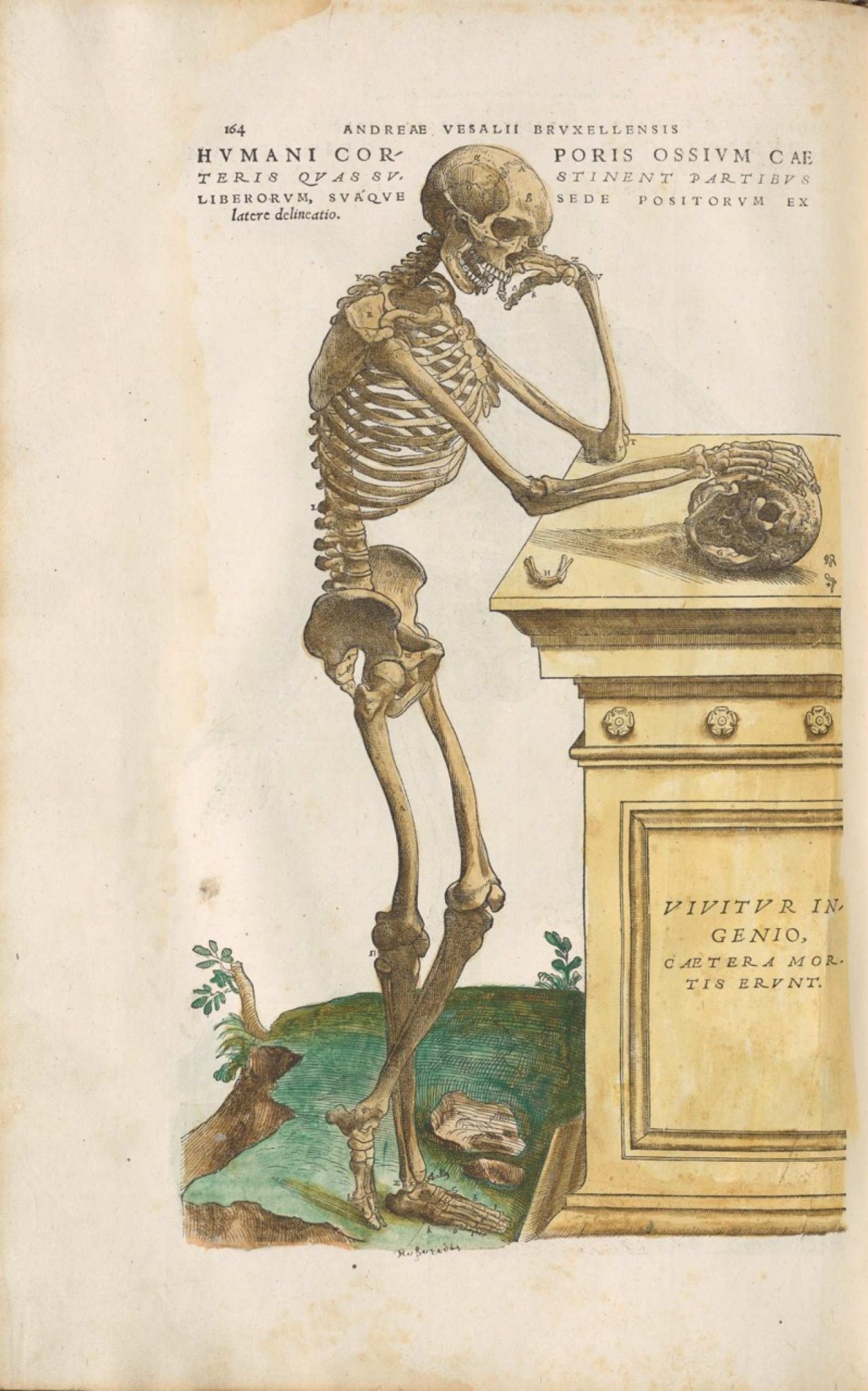 Andreas Vesalius, De humani corporis fabrica libri septem, 1543, RB Folio 8243.1