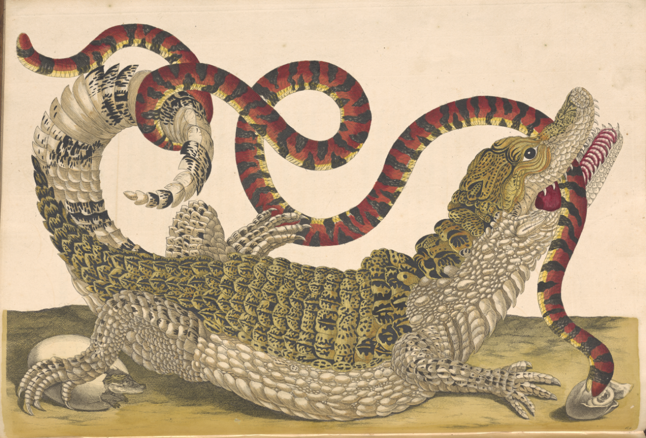 Maria Sibylla Merian illustration
