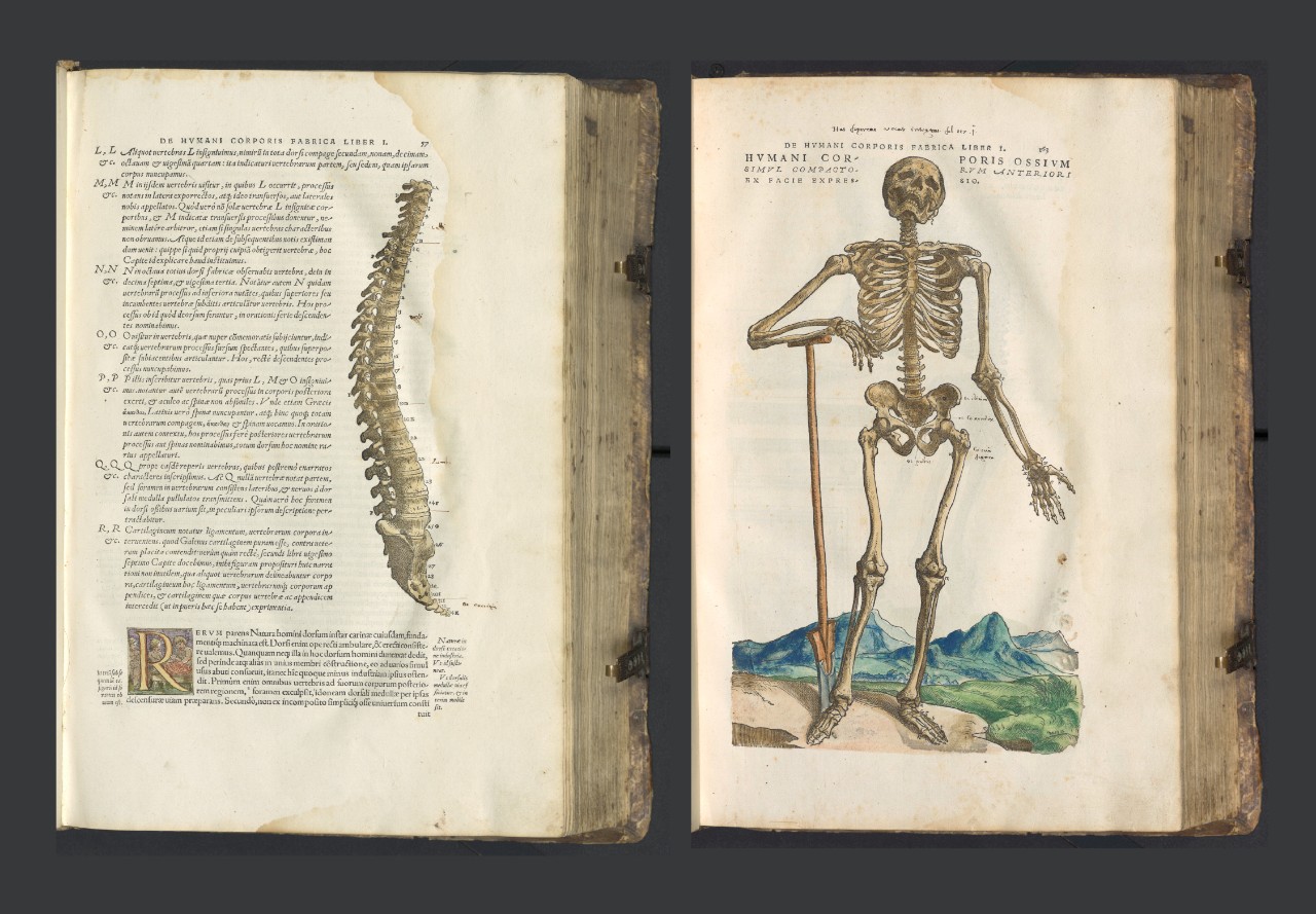 Two pages of a book featuring illustrations of a skeleton and bones