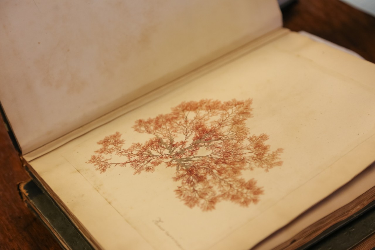 Pressed seaweed with delicate pink fronds