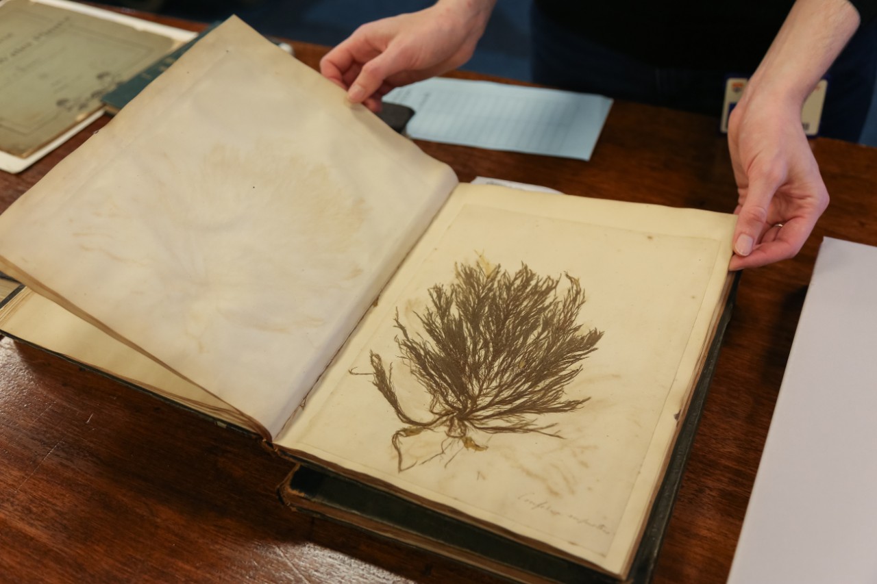 Close up of a pressed seaweed, with large pink fronds. 