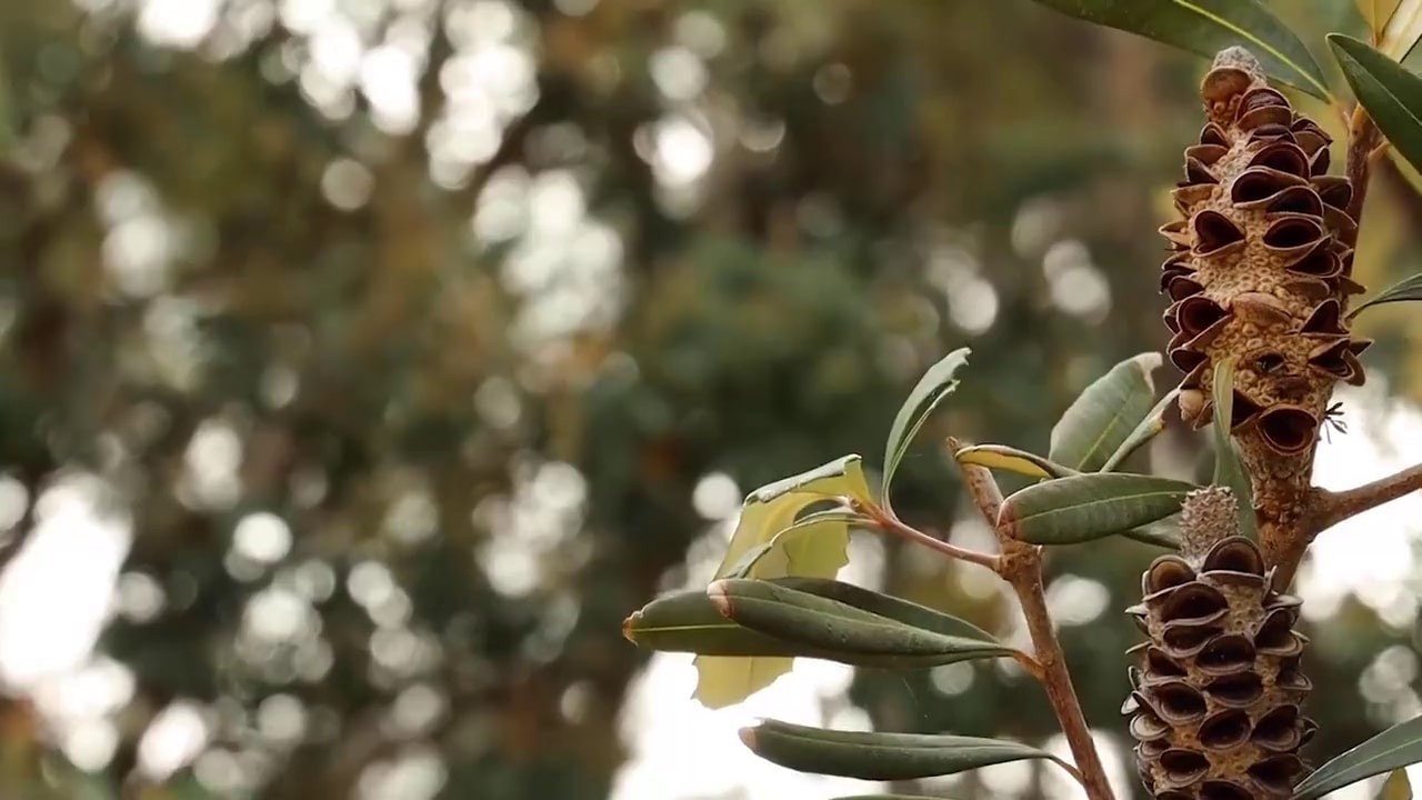 A close up image of a banksia pod with greenery in the background